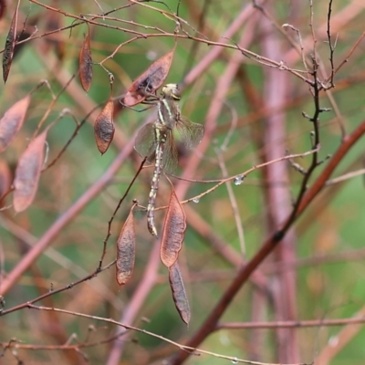 Adversaeschna brevistyla (Blue-spotted Hawker) at Kiah, NSW - 24 Dec 2022 by KylieWaldon