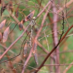 Adversaeschna brevistyla (Blue-spotted Hawker) at Kiah, NSW - 23 Dec 2022 by KylieWaldon