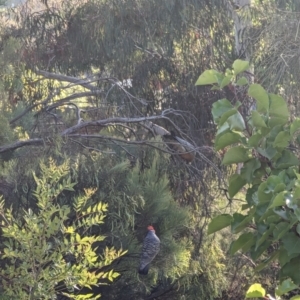 Callocephalon fimbriatum at Phillip, ACT - suppressed