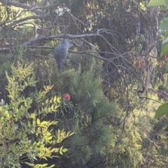 Callocephalon fimbriatum at Phillip, ACT - suppressed