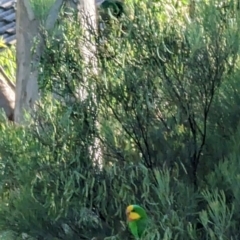 Polytelis swainsonii (Superb Parrot) at Phillip, ACT - 24 Dec 2022 by stofbrew