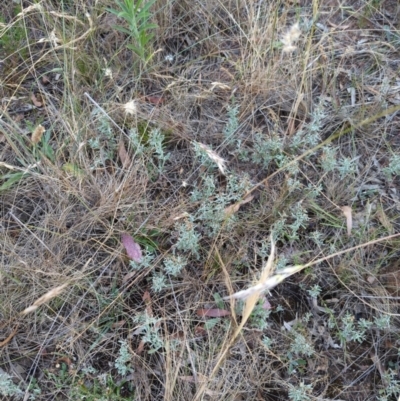 Gamochaeta sp. (Cudweed) at Hackett, ACT - 24 Dec 2022 by Avery