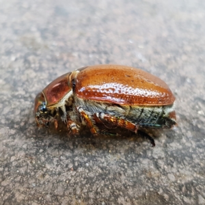 Anoplognathus porosus at Kambah, ACT - 25 Dec 2022