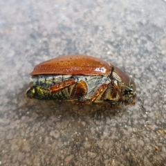 Anoplognathus porosus at Kambah, ACT - 25 Dec 2022