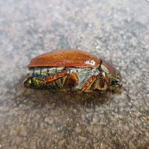 Anoplognathus porosus at Kambah, ACT - 25 Dec 2022