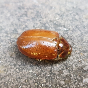 Anoplognathus porosus at Kambah, ACT - 25 Dec 2022