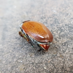 Anoplognathus porosus at Kambah, ACT - 25 Dec 2022