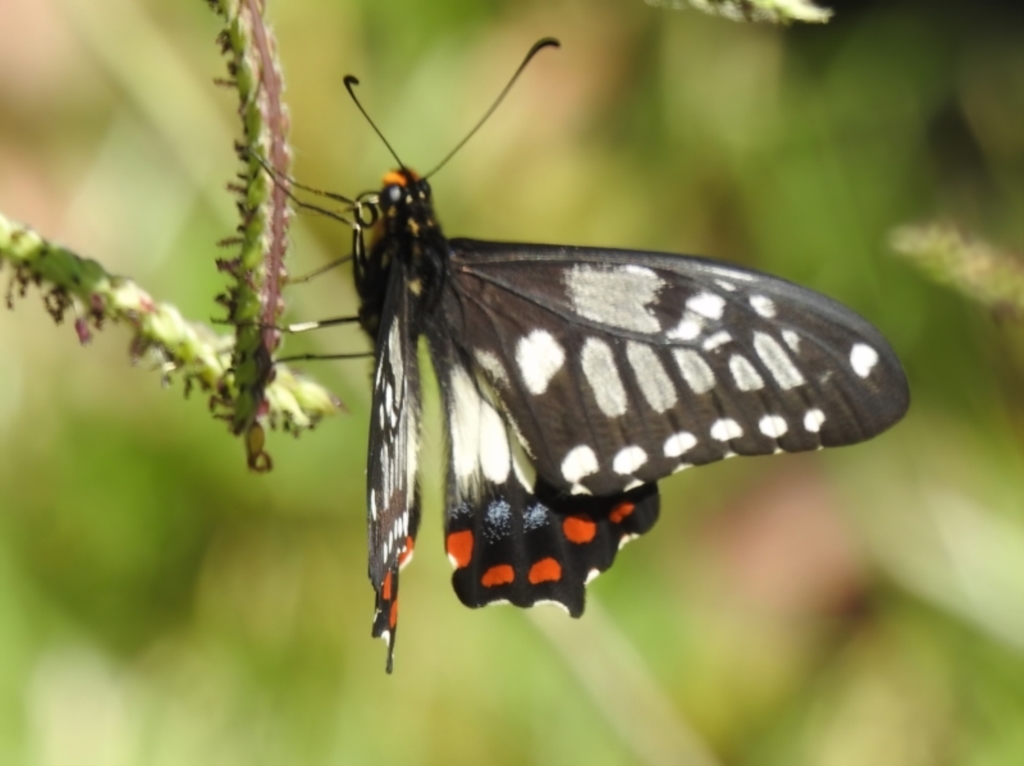 Papilio anactus at Wanniassa, ACT - 25 Dec 2022