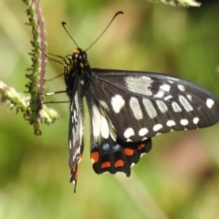 Papilio anactus (Dainty Swallowtail) at Wanniassa, ACT - 24 Dec 2022 by JohnBundock