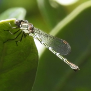 Austrolestes leda at Wanniassa, ACT - 25 Dec 2022