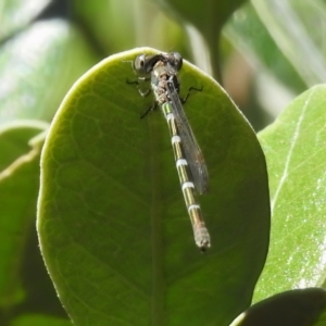 Austrolestes leda at Wanniassa, ACT - 25 Dec 2022