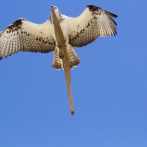 Pandion haliaetus at Port Macquarie, NSW - 20 Oct 2013