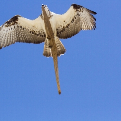 Pandion haliaetus (Osprey) at Port Macquarie, NSW - 20 Oct 2013 by AlisonMilton