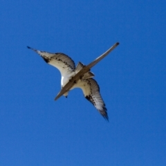 Pandion haliaetus at Port Macquarie, NSW - 20 Oct 2013