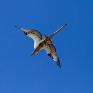 Pandion haliaetus at Port Macquarie, NSW - 20 Oct 2013