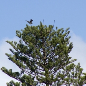 Pandion haliaetus at Port Macquarie, NSW - 20 Oct 2013