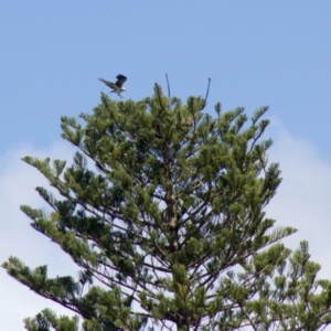 Pandion haliaetus at Port Macquarie, NSW - suppressed