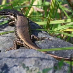 Eulamprus heatwolei (Yellow-bellied Water Skink) at Pambula, NSW - 24 Dec 2022 by KylieWaldon