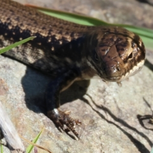 Eulamprus heatwolei at Pambula, NSW - 25 Dec 2022