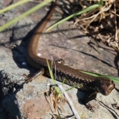 Eulamprus heatwolei at Pambula, NSW - 25 Dec 2022 09:18 AM