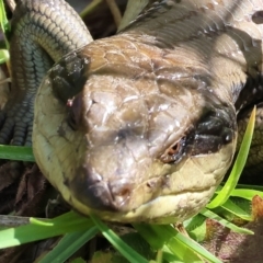 Tiliqua scincoides scincoides (Eastern Blue-tongue) at Panboola - 24 Dec 2022 by KylieWaldon