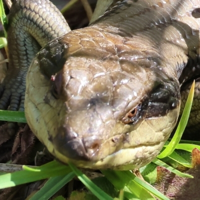 Tiliqua scincoides scincoides (Eastern Blue-tongue) at Pambula, NSW - 25 Dec 2022 by KylieWaldon