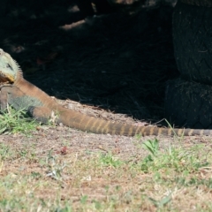 Intellagama lesueurii howittii (Gippsland Water Dragon) at Pambula, NSW - 25 Dec 2022 by KylieWaldon