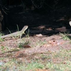 Intellagama lesueurii howittii at Pambula, NSW - 25 Dec 2022 09:12 AM