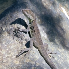 Intellagama lesueurii howittii at Pambula, NSW - 25 Dec 2022 09:12 AM