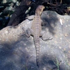 Intellagama lesueurii howittii at Pambula, NSW - 25 Dec 2022 09:12 AM