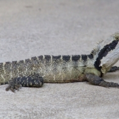 Intellagama lesueurii lesueurii (Eastern Water Dragon) at Port Macquarie, NSW - 21 Oct 2013 by AlisonMilton