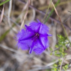 Thysanotus tuberosus (Common Fringe-lily) at Port Macquarie, NSW - 22 Oct 2013 by AlisonMilton