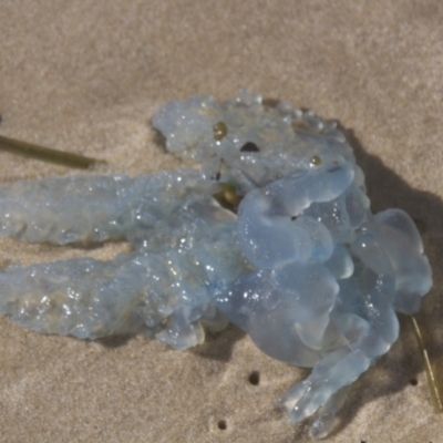 Unidentified Jellyfish / hydroid  at Port Macquarie, NSW - 21 Oct 2013 by AlisonMilton