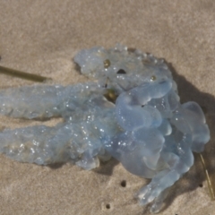 Unidentified Jellyfish / hydroid  (TBC) at - 21 Oct 2013 by AlisonMilton