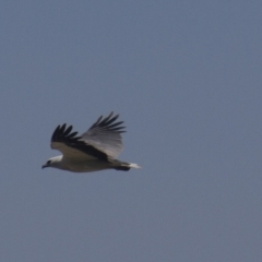 Haliaeetus leucogaster (White-bellied Sea-Eagle) at Port Macquarie, NSW - 21 Oct 2013 by AlisonMilton