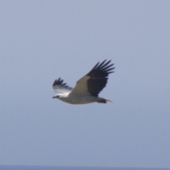 Haliaeetus leucogaster at Port Macquarie, NSW - 21 Oct 2013