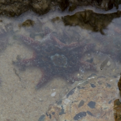 Meridiastra calcar at Port Macquarie, NSW - 20 Oct 2013 by AlisonMilton