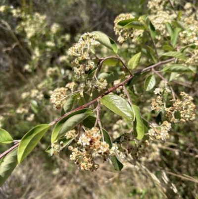 Cotoneaster glaucophyllus (Cotoneaster) at Aranda Bushland - 25 Dec 2022 by lbradley