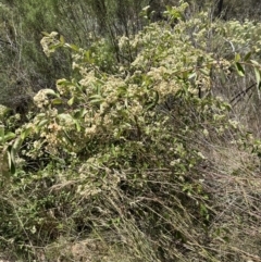 Cotoneaster glaucophyllus at Aranda, ACT - 25 Dec 2022 11:52 AM