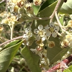 Cotoneaster glaucophyllus at Aranda, ACT - 25 Dec 2022