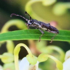 Pempsamacra tillides (Longhorn or longicorn beetle) at Pambula, NSW - 24 Dec 2022 by KylieWaldon