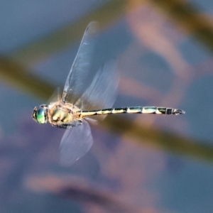 Hemicordulia australiae at Pambula, NSW - 25 Dec 2022