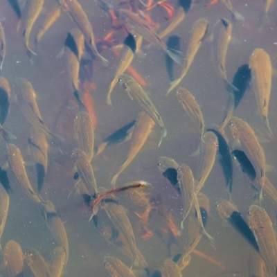 Unidentified Fish at Panboola - 24 Dec 2022 by KylieWaldon