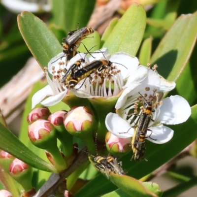 Chauliognathus sydneyanus (Sydney soldier beetle) at Pambula, NSW - 24 Dec 2022 by KylieWaldon