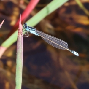 Ischnura heterosticta at Pambula, NSW - 25 Dec 2022 09:23 AM