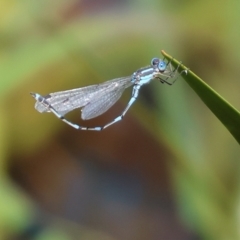 Austrolestes leda (Wandering Ringtail) at Panboola - 23 Dec 2022 by KylieWaldon