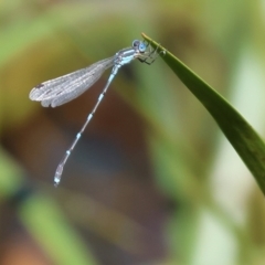 Austrolestes leda at Pambula, NSW - 23 Dec 2022 09:10 AM