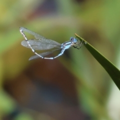 Austrolestes leda at Pambula, NSW - 23 Dec 2022