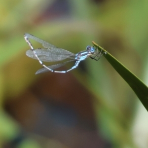 Austrolestes leda at Pambula, NSW - 23 Dec 2022 09:10 AM