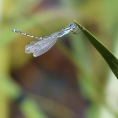 Austrolestes leda at Pambula, NSW - 23 Dec 2022 09:10 AM